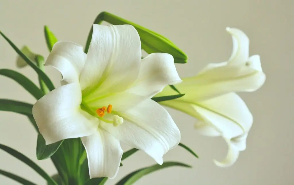 Lily flower